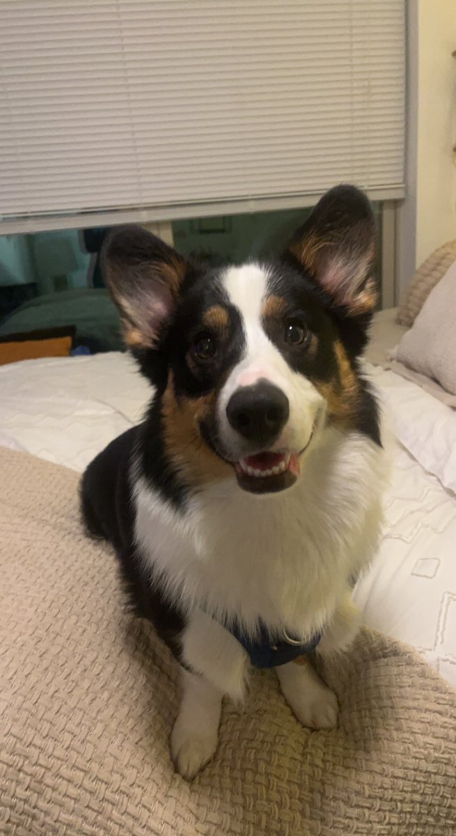Cassidy446's tweet photo. @Target Cheddar the corgi himself https://t.co/T4GjQVYY4s