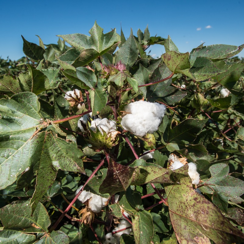 unisqaus's tweet photo. Did you know we're actively helping the Australian cotton industry? 

Through projects like the Smarter Irrigation for Profit Phase 2, we're helping show its enduring positive impact.

How's that as #CottonForGood? 

@CottonResearch | @CottonAustralia | @DAFFgov | @caeusq