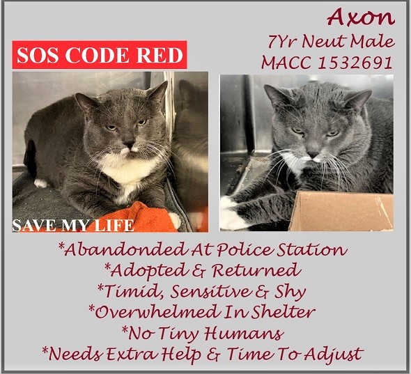 🆘CODE RED🆘TBD SAT 10/8/22🆘
💘STRESSED 20LB 7YO GRAY &amp; WHITE KITTY "AXON"
😾💔ADOPTED &amp; RETURNED DUE 2 A SEVERE URI &amp; A FEEDING TUBE!
🚨NEEDS #ADOPTION #RESCUE #FOSTER ASAP!🚨
▶1532691 facebook.com/NYCDEATHROWCAT…
🙏🏽#ADOPT #PLEDGE #SAVEALIFE #AdoptDontShop
#MANHATTAN #NYCACC #CAT