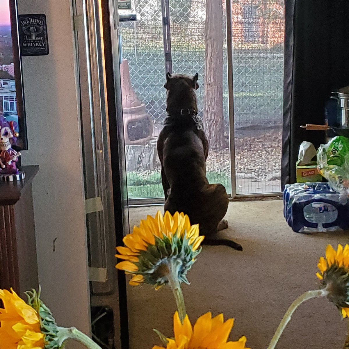 The smallest shit makes me smile. A dog will never give up on you. 💯💪💪