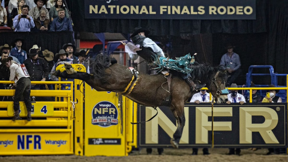 Cowboy_Plus's tweet photo. Ten nights in a row, eight seconds at a time, these are the highest caliber horses in the world. Take a look at the 2022 National Finals Rodeo bareback horses.  
https://t.co/JHPnU5Jz9O https://t.co/K7UeIKHfYc