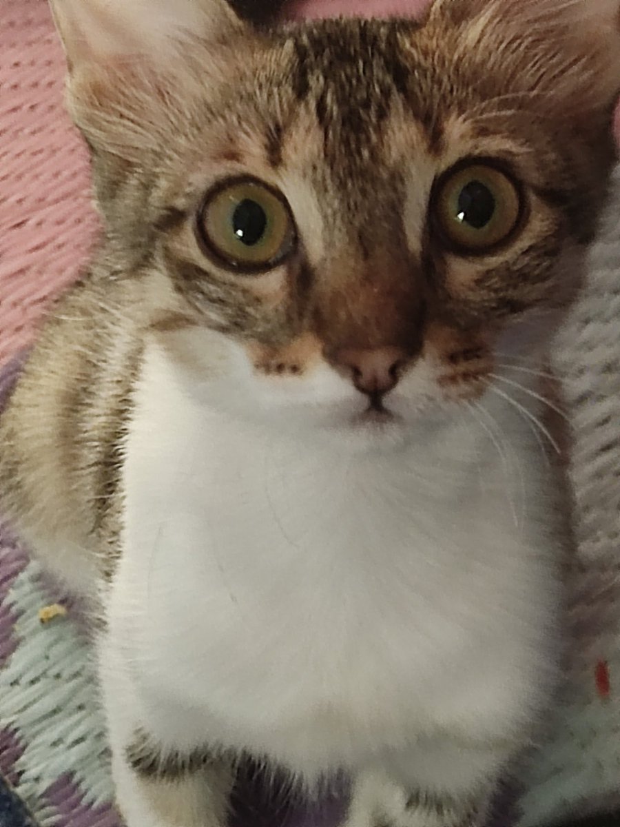 n3oox's tweet photo. @aq00k ❤️😻 https://t.co/oWiKlJh9pI