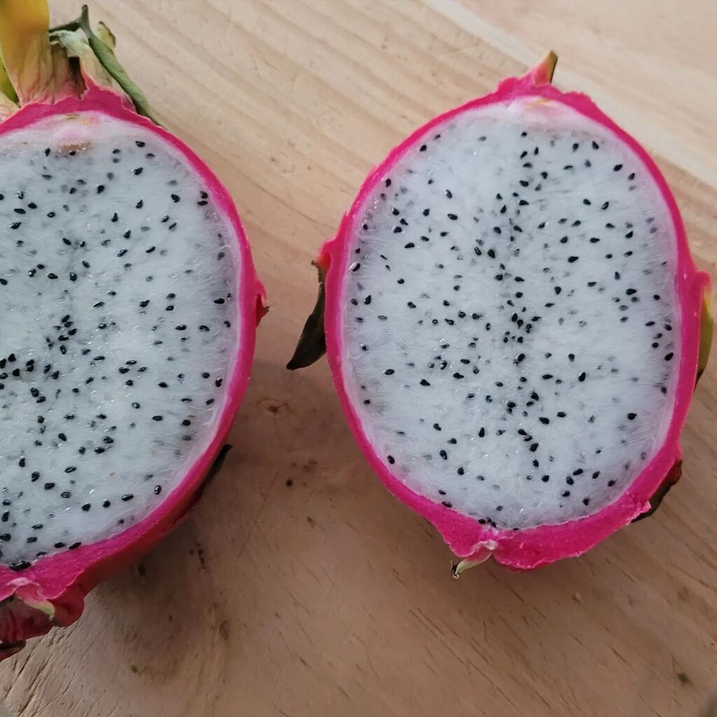 abunchofkittens's tweet photo. Trying something new. Turned out quite delicious.

#dragonfruit #tropicalfruit #tropicalfruits
#tropicana https://t.co/N4rdCf0o1U https://t.co/3hhJj3U6p2