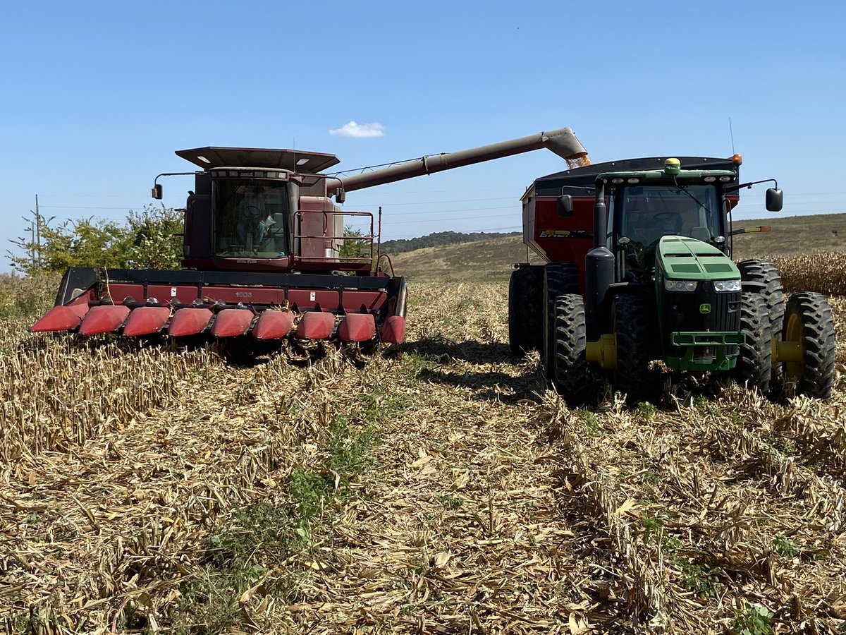 jp_fosse's tweet photo. This grower is a dealer for the competition, a great customer and knows what you need when you are a #Yieldchaser DK 70-27 may have a few whiskers but still continues to yield. Looking for 300 today, but 280 bu/a will have to do 💪🏻#Bayer4IL @DKAS_SIL @sarahdint @Southern_FS https://t.co/dcODH3PqI1