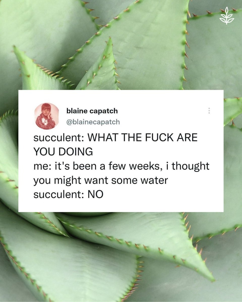 Whenever I have watered succulents, they died 😭 via @blainecapatch