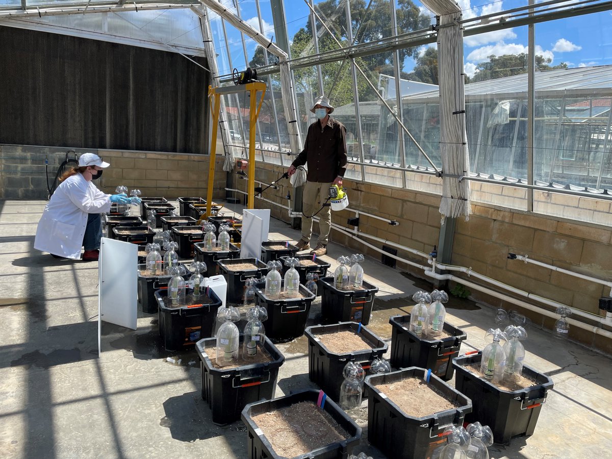 Louise Barton (@drloubee) on Twitter photo Applying lime and sulphate of ammonia in close succession before seeding saw up to 20% of N volatilised in our glasshouse study. Time to see if residual lime has the same effect <a href="/UWAsoils/">UWA Soils</a> <a href="/UWAresearch/">UWA Research</a> <a href="/IOA_UWA/">The UWA Institute of Agriculture</a> <a href="/theGRDC/">GRDC</a> <a href="/RowanMaddern/">Dr Rowan Maddern</a> <a href="/Daniel_V_Murphy/">Daniel Murphy</a> <a href="/FG_piccadilly/">Fiona Dempster</a> @PaulDamon1 Applying lime and sulphate of ammonia in close succession before seeding saw up to 20% of N volatilised in our glasshouse study. Time to see if residual lime has the same effect <a href="/UWAsoils/">UWA Soils</a> <a href="/UWAresearch/">UWA Research</a> <a href="/IOA_UWA/">The UWA Institute of Agriculture</a> <a href="/theGRDC/">GRDC</a> <a href="/RowanMaddern/">Dr Rowan Maddern</a> <a href="/Daniel_V_Murphy/">Daniel Murphy</a> <a href="/FG_piccadilly/">Fiona Dempster</a> @PaulDamon1