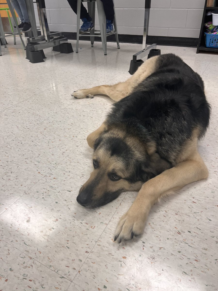 MrLeviSmith's tweet photo. @lufflions and @WaysideWaifs has a “Paws”itively perfect partnership. #luffpride leaders learned about responsibility, humane, integrity, compassion, and self-control with some of our favorite furry friends! #isdstrong https://t.co/hNZbCLwluz