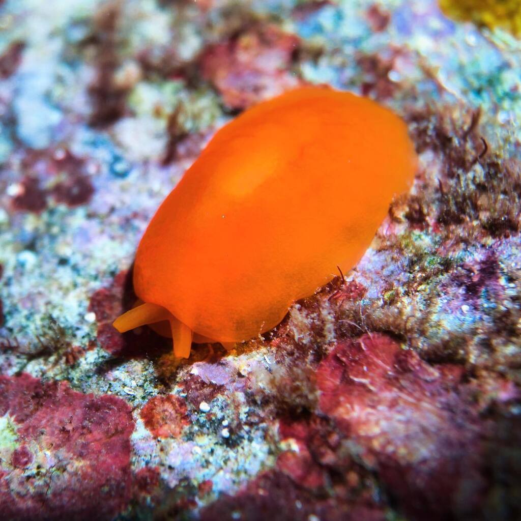 ScubaHankNYC's tweet photo. I think this is a #Berthellina #delicata spotted in St. Vincent - The Critter Capital of the Caribbean
- - -
Thanks to the #dive guides at @divestvincent
- - -
#scubadiving #naturephotography #nudibranch #divestvincent #wildlifephotography #crittercapit… https://t.co/FqS1cG4RrL https://t.co/3OptEjjamx