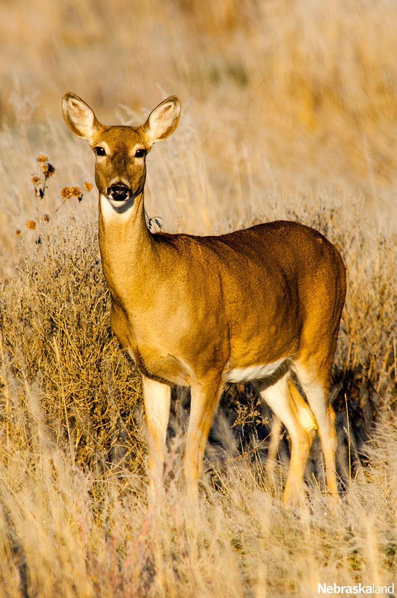 NeblandMagazine's tweet photo. Hunters will have a chance to pursue antlerless deer at three state park areas along the lower Platte River this upcoming season.
More info: https://t.co/TcnDYwKdkX
#deer #hunting #HuntNebraska #deerhunting #antlerless #stateparks #publiclands #deerseason
📷: @NEBland_Haag https://t.co/1GFTSDs9pX