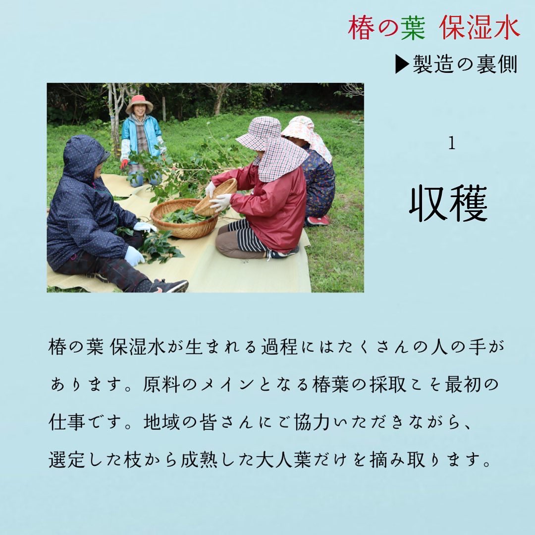 五島の椿 Goto No Tsubaki Gotonotsubaki Twitter 五島の椿 Goto No Tsubaki Gotonotsubaki Twitter