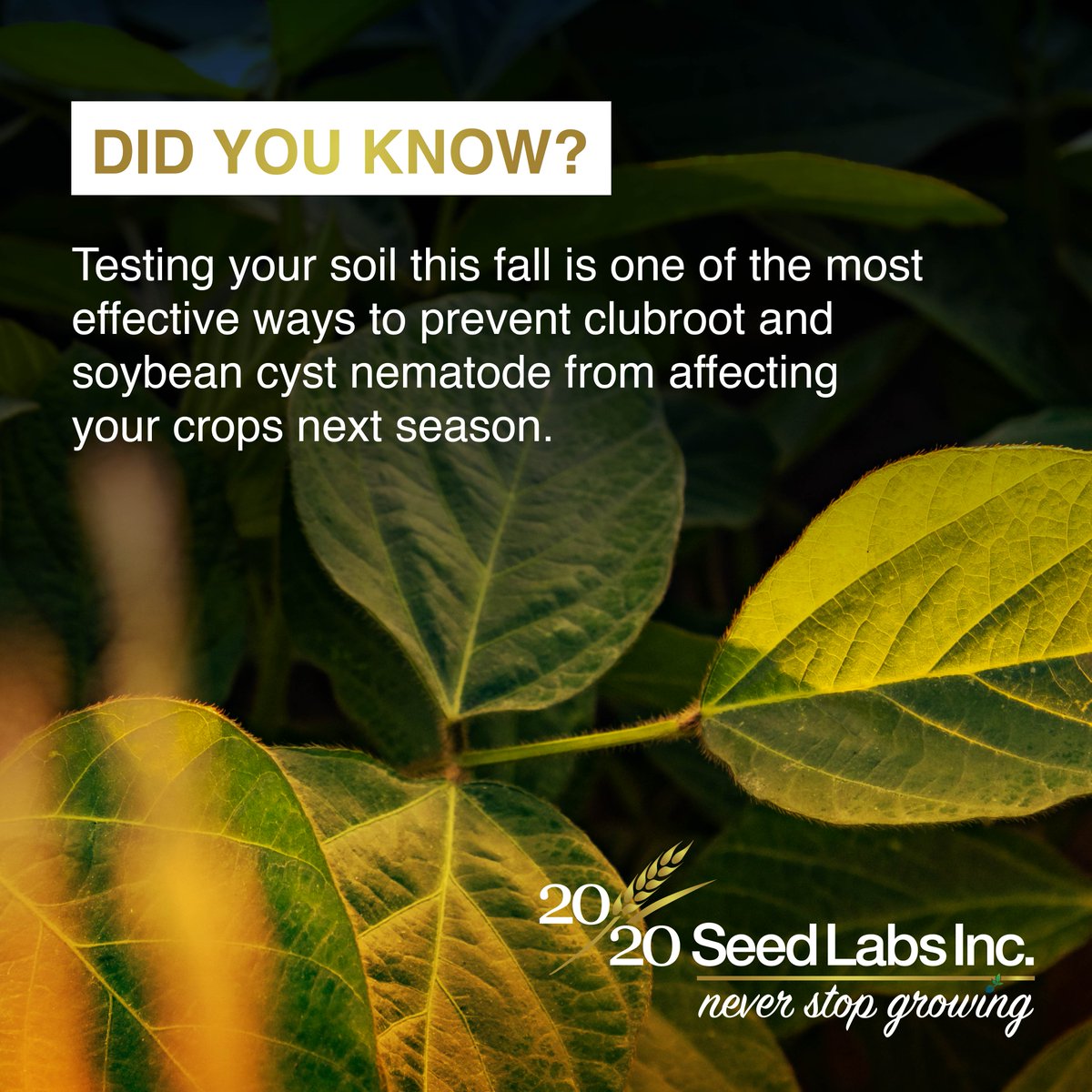 2020SeedLabs's tweet image. Did you know testing your soil this fall is one of the most effective ways to prevent clubroot and soybean cyst nematode from affecting your crops next season?

Don’t wait until it’s too late. Call 20/20 Seed Labs today and learn how to submit your samples for testing this fall.