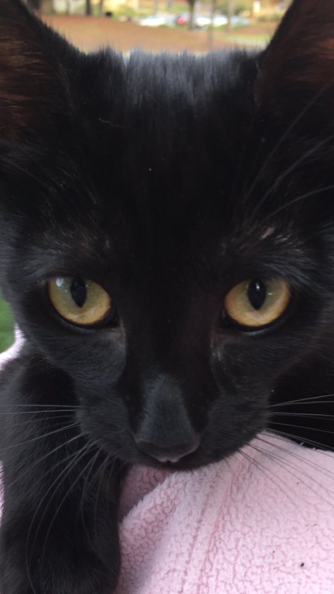 bbstrickland's tweet photo. @SilverMoonCat1 @PawsleyTheCat Our beloved Buddy Boy🐈‍⬛ ❤️#BlackCatAwarenessMonth https://t.co/YzoxSFPZ8z