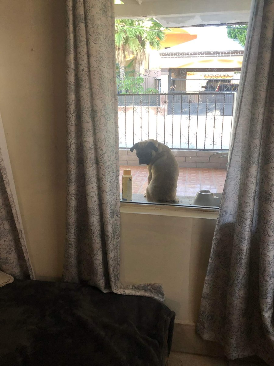ULTR4FR4ME's tweet image. My dog is on vacation in Mexico with my grandma, and she sent me this pic.

#windowdog #BenjiInMexico #pugsoftwitter