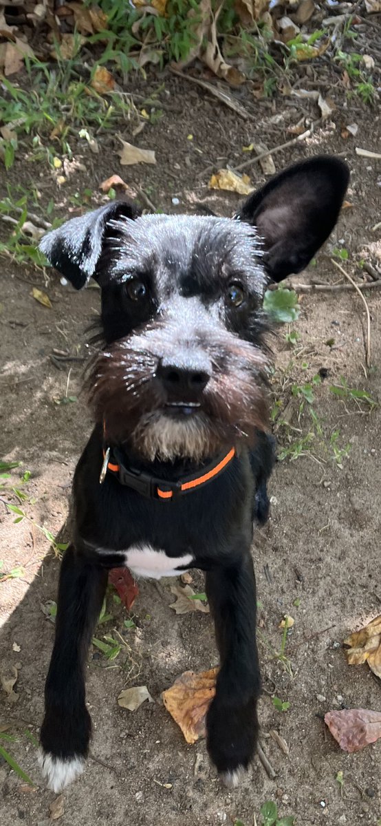 ApolloLovesFun's tweet image. Team underbite! #schnauzergang #lovemyschnauzer #puppylove #dogsoftwitter #apollothegreat