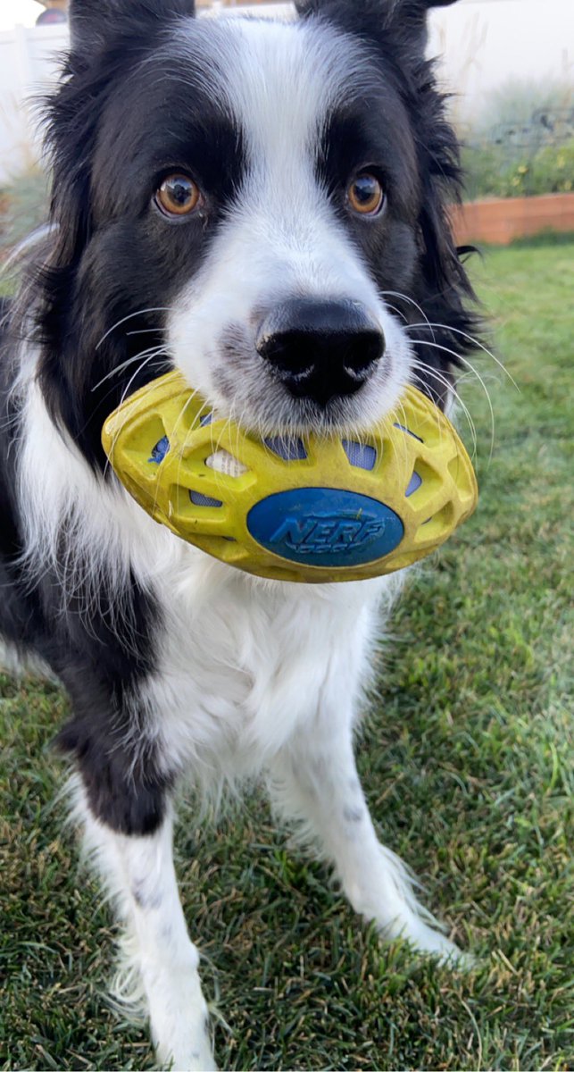 NathanWalzGbr's tweet photo. Working on some fundamentals.  Ball security is job security. #Huskers #ZoeyDog @HuskGuys @GoBigRedCast https://t.co/7nUZ03G6ks