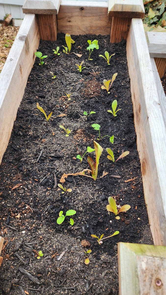 SpokenGarden's tweet photo. We took these pics of our fall veggies yesterday. Kale, lettuce, carrots, and parsnips. Lookin pretty darn good! 👍 From one raised planter, now spread out to three they will have lots of room to keep growing.😁😄
#fallcrops #veggies #gardening https://t.co/3rDaRdPZUS