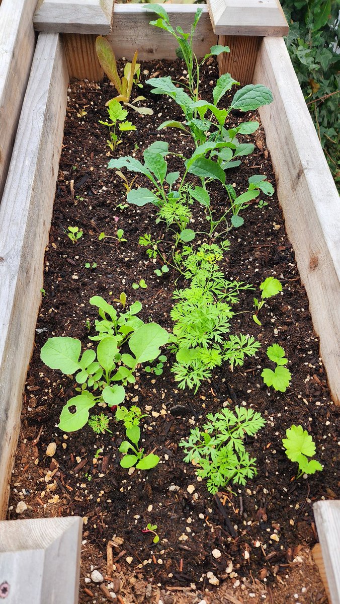 SpokenGarden's tweet photo. We took these pics of our fall veggies yesterday. Kale, lettuce, carrots, and parsnips. Lookin pretty darn good! 👍 From one raised planter, now spread out to three they will have lots of room to keep growing.😁😄
#fallcrops #veggies #gardening https://t.co/3rDaRdPZUS