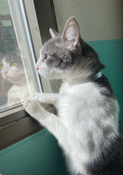 #Cat #Dash_CCSTCA_07 Hoping someone will give me a new home.  getpet.info/Dash_CCSTCA_07