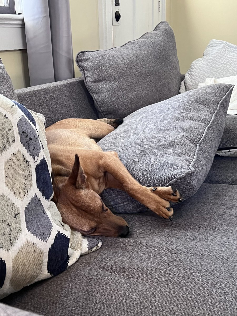 keels81's tweet photo. The Puppy went to play at her grandmaโs this afternoon for a couple of hours and this is how she was returned to me. #RuffLyfe #SweetSouthernBelle https://t.co/kEQ15Zv5Pe