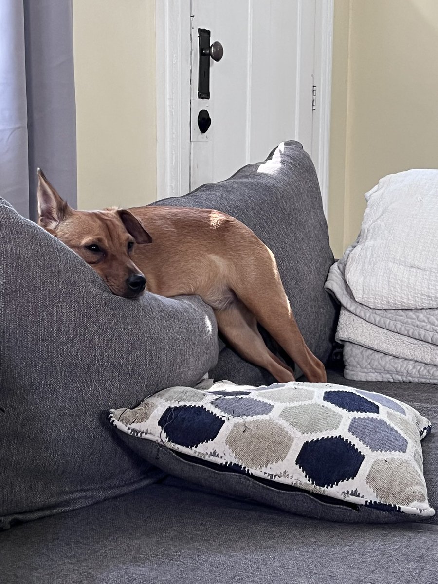 keels81's tweet photo. The Puppy went to play at her grandmaโs this afternoon for a couple of hours and this is how she was returned to me. #RuffLyfe #SweetSouthernBelle https://t.co/kEQ15Zv5Pe
