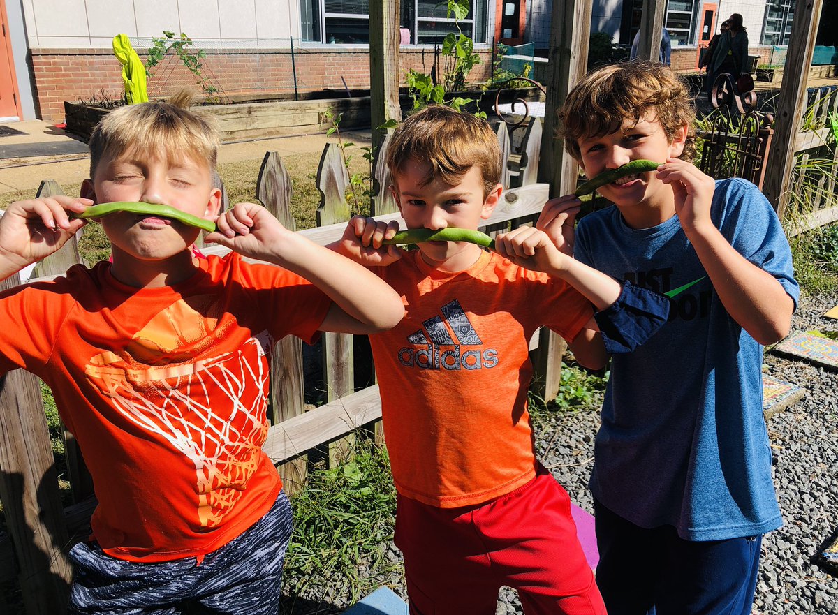 TESschoolyard's tweet photo. Green bean mustaches are officially a thing. 2nd and 3rd graders got in on the action today and harvested another 16lbs to donate! That’s 32lbs of green beans to give this week. 💚#Grow2Give #TuckahoeRocks #plotagainsthunger #OutdoorLearning https://t.co/E5uxUs3ipe