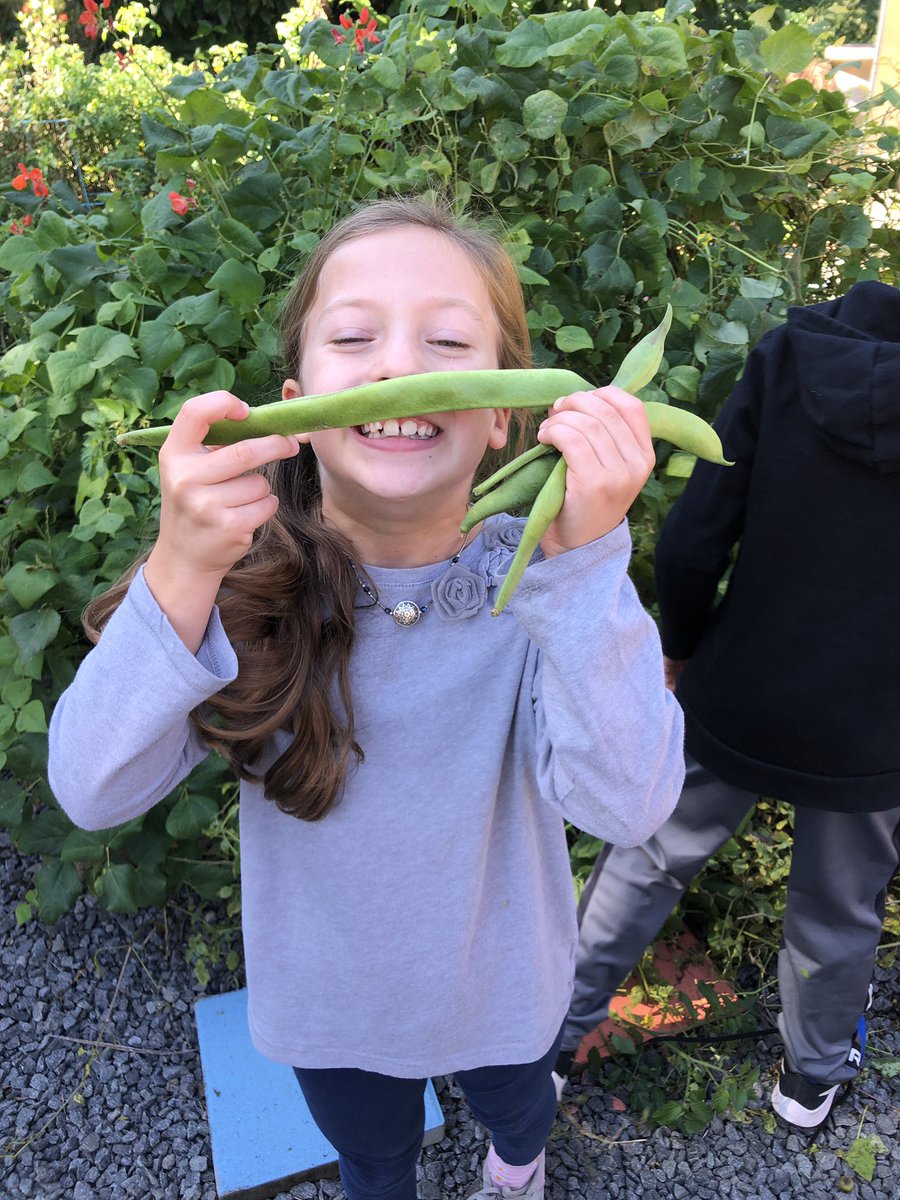 TESschoolyard's tweet photo. Green bean mustaches are officially a thing. 2nd and 3rd graders got in on the action today and harvested another 16lbs to donate! That’s 32lbs of green beans to give this week. 💚#Grow2Give #TuckahoeRocks #plotagainsthunger #OutdoorLearning https://t.co/E5uxUs3ipe