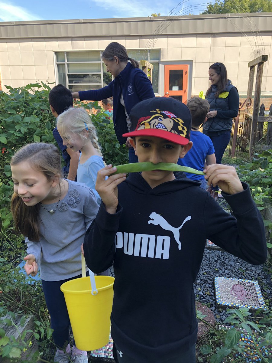 Green bean mustaches are officially a thing. 2nd and 3rd graders got in on the action today and harvested another 16lbs to donate! That’s 32lbs of green beans to give this week. 💚#Grow2Give #TuckahoeRocks #plotagainsthunger #OutdoorLearning