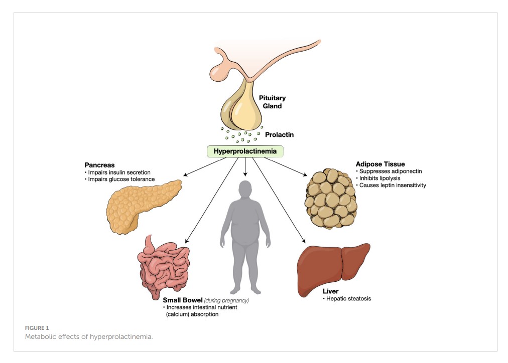 doc_agrawal's tweet photo. The metabolic effects of PROLACTIN
https://t.co/W6uynLFNIQ https://t.co/bVcT6JZII0