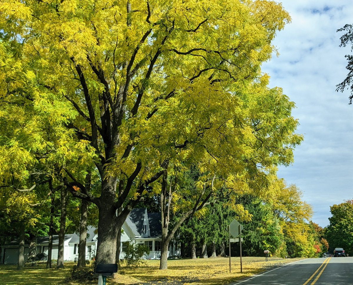ToursAroundMI's tweet photo. Every drive is a gorgeous burst of color this time of year! 

#PureMichigan #experiencegr @ExperienceGR #fallcolors #fall @PureMichigan #NatureTour #FallColors2022 @WestMichTourist #FallColorTour #WestMichigan #ExperienceLife https://t.co/23g5hujyof