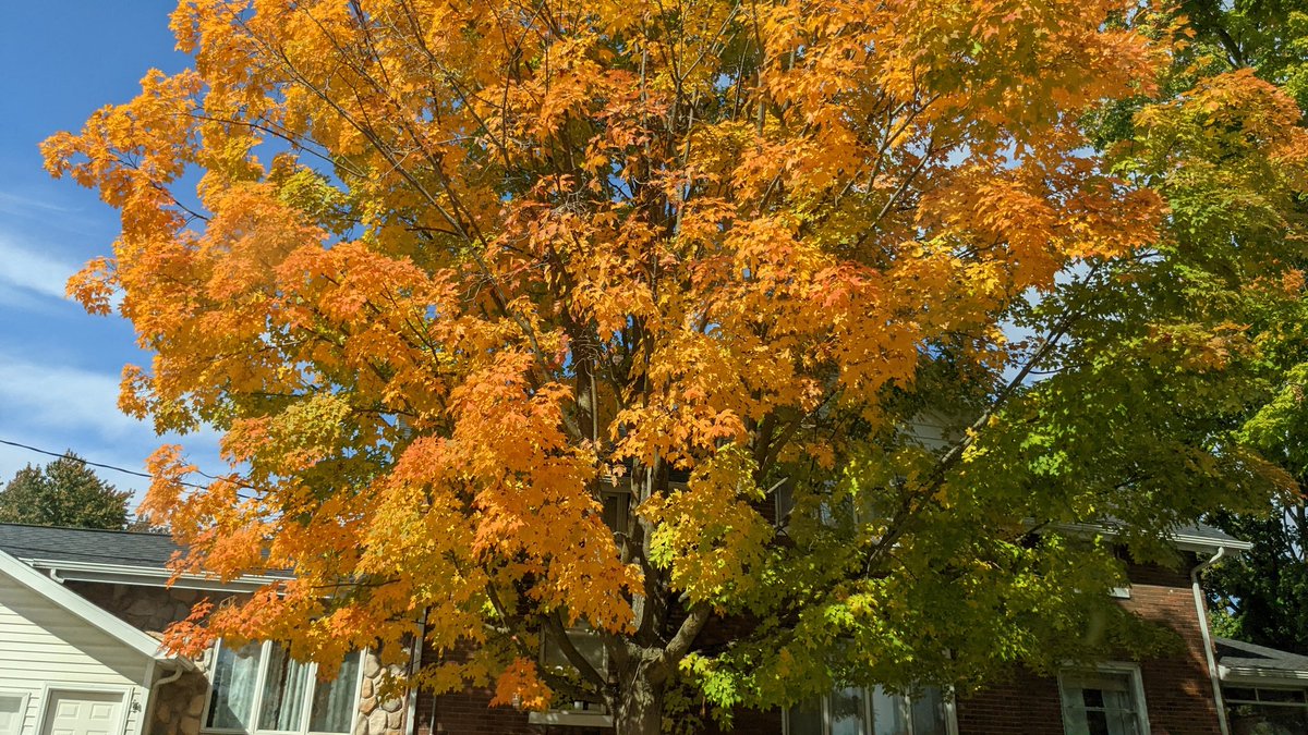 ToursAroundMI's tweet photo. Every drive is a gorgeous burst of color this time of year! 

#PureMichigan #experiencegr @ExperienceGR #fallcolors #fall @PureMichigan #NatureTour #FallColors2022 @WestMichTourist #FallColorTour #WestMichigan #ExperienceLife https://t.co/23g5hujyof