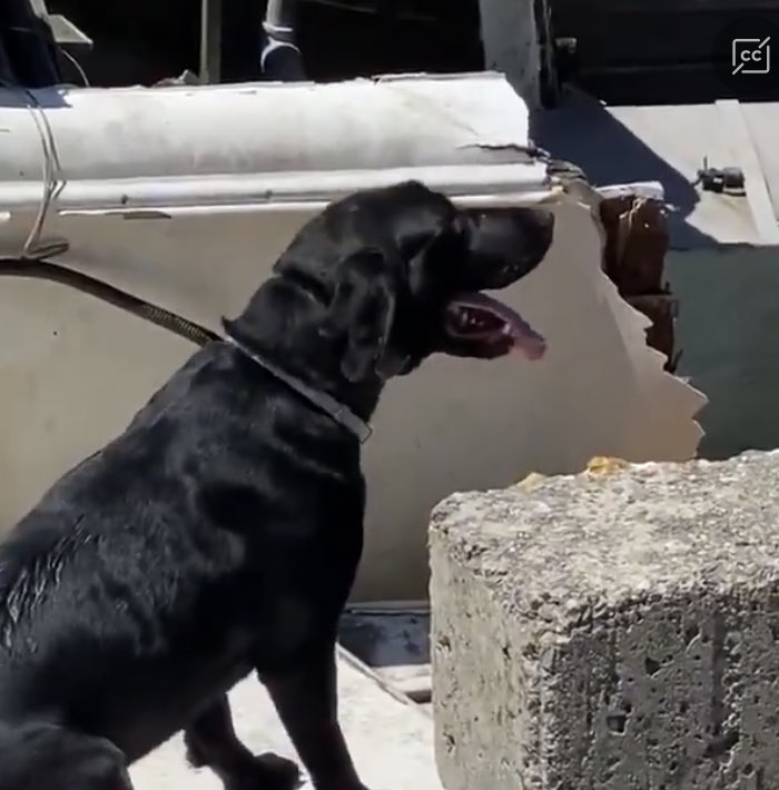 mcfrsPIO's tweet image. 🎼Who let the dogs out🎼 @mcfrs @fema Maryland Task Force (MD-TF1) K9s, &amp;amp; handlers, have been hard at work in support of local, state &amp;amp; federal agencies assuring accountability of all residents, most recently in #LeeCountyFL Ft Myer (&amp;amp; Beach), Pine Is, Sanibel Is, James City area