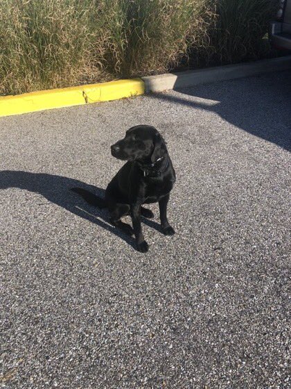 mcfrsPIO's tweet image. 🎼Who let the dogs out🎼 @mcfrs @fema Maryland Task Force (MD-TF1) K9s, &amp;amp; handlers, have been hard at work in support of local, state &amp;amp; federal agencies assuring accountability of all residents, most recently in #LeeCountyFL Ft Myer (&amp;amp; Beach), Pine Is, Sanibel Is, James City area