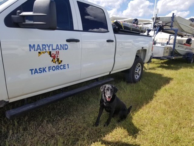 mcfrsPIO's tweet image. 🎼Who let the dogs out🎼 @mcfrs @fema Maryland Task Force (MD-TF1) K9s, &amp;amp; handlers, have been hard at work in support of local, state &amp;amp; federal agencies assuring accountability of all residents, most recently in #LeeCountyFL Ft Myer (&amp;amp; Beach), Pine Is, Sanibel Is, James City area