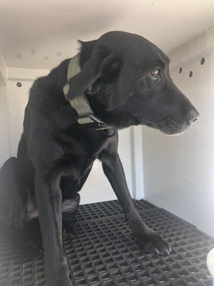 mcfrsPIO's tweet image. 🎼Who let the dogs out🎼 @mcfrs @fema Maryland Task Force (MD-TF1) K9s, &amp;amp; handlers, have been hard at work in support of local, state &amp;amp; federal agencies assuring accountability of all residents, most recently in #LeeCountyFL Ft Myer (&amp;amp; Beach), Pine Is, Sanibel Is, James City area