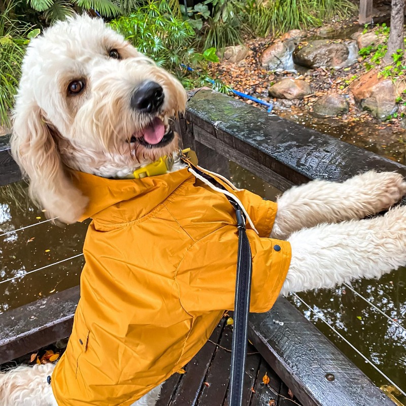VisitSouthBank's tweet photo. ☔ Ready whatever the weather! Dogs are welcome at South Bank Parklands provided they are on a lead at all times &amp; their hoomans clean up any doggie messes. Dogs are not permitted in the pools &amp; water features, please steer clear of these areas. #visitsouthbank 📷: @noelsieno/IG https://t.co/9gUKZEVbyL