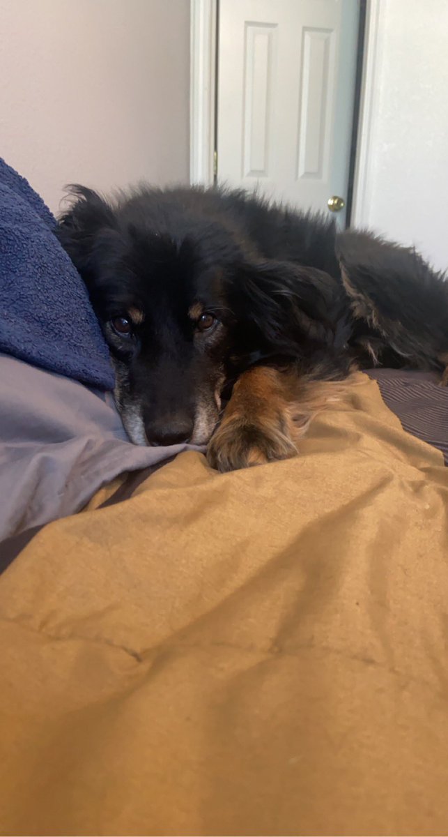 AHolstedt's tweet photo. Is my little boy not THE cutest?! #WorkFromHome #DogMom #Bashman https://t.co/sR6jJW3XHm