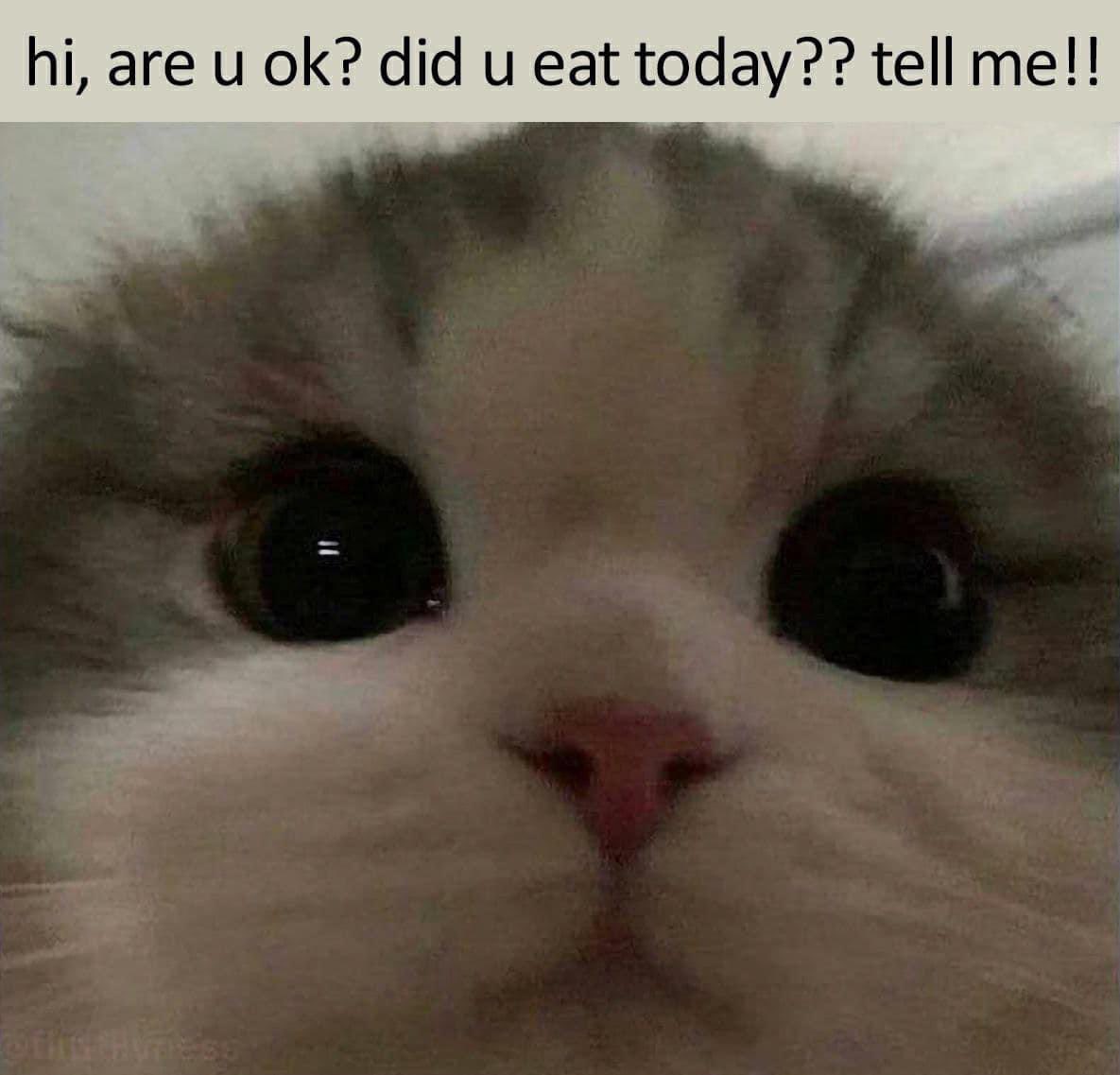 Cry Cat Coin 😿👍 tweet media