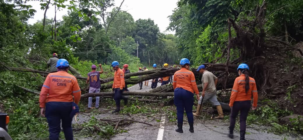 Civil workers attend to fallen tree in Trujillo state. Photo: Twitter/@hablamegerardo.