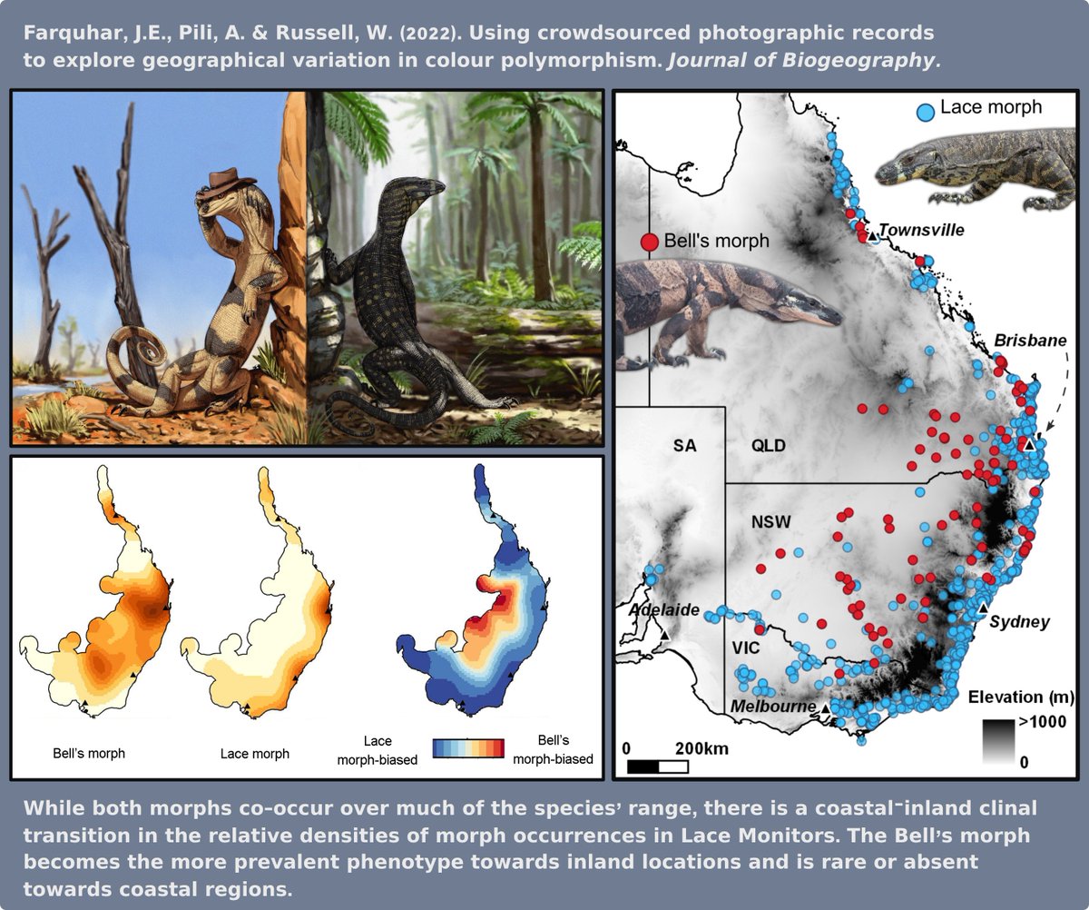 Jules Farquhar (@farquharjules) on Twitter photo This week I published a paper – along with <a href="/arman_pili/">Arman Pili</a> and Wyn Russell – in <a href="/JBiogeography/">Biogeography.News</a> exploring geographical variation in Lace monitor colour (A thread)
Paper: onlinelibrary.wiley.com/doi/10.1111/jb…
(We had <a href="/webvein/">Mortimer M (Morty)</a> create the Lace monitor artwork for us. Check out their other artworks!) This week I published a paper – along with <a href="/arman_pili/">Arman Pili</a> and Wyn Russell – in <a href="/JBiogeography/">Biogeography.News</a> exploring geographical variation in Lace monitor colour (A thread)
Paper: onlinelibrary.wiley.com/doi/10.1111/jb…
(We had <a href="/webvein/">Mortimer M (Morty)</a> create the Lace monitor artwork for us. Check out their other artworks!)