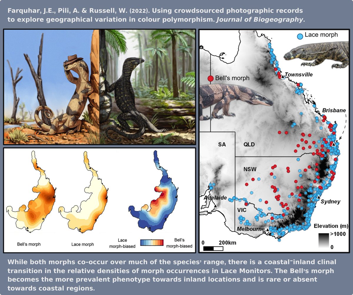 This week I published a paper – along with @arman_pili and Wyn Russell – in @JBiogeography exploring geographical variation in Lace monitor colour (A thread) Paper: onlinelibrary.wiley.com/doi/10.1111/jb… (We had @webvein create the Lace monitor artwork for us. Check out their other artworks!)