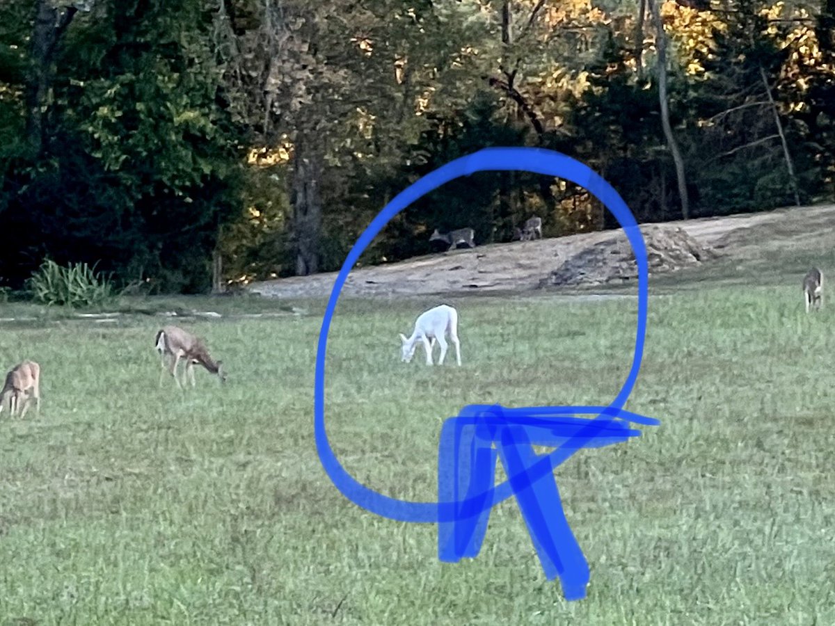 MandyYoung5's tweet photo. Left ⁦@HaileforSenate⁩ event tonight to look for the eagles near Bledsoe State Park and saw this!  #ararity #ourfirst #albinodeer https://t.co/9HtFK6KW1B