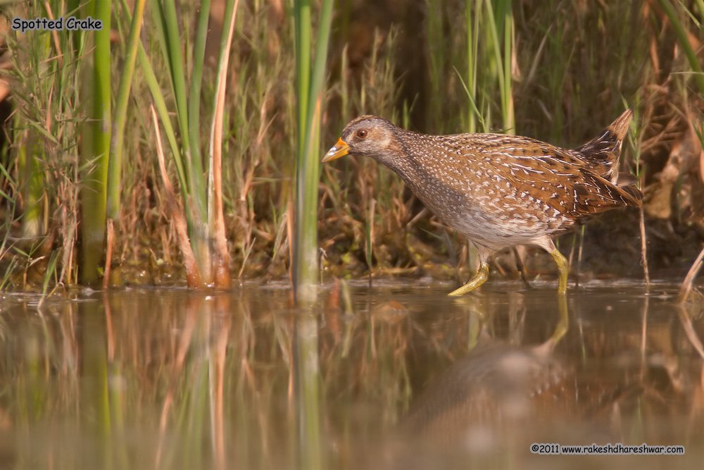rdrakesh's tweet photo. The rare #SpottedCrake eat insects & aquatic animals
probing with their bill in mud or shallow water
#IndiAves #ThePhotoHour #wildlifephotography #birds #birdwatching #birbs #birding #NaturePhotography #BBCWildlifePOTD #TwitterNatureCommunity @NatGeoIndia @ParveenKaswan @Avibase https://t.co/APmUJ0Kv7i