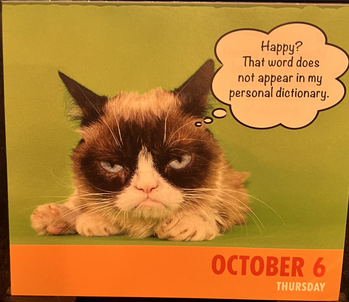 ToreeMcGee's tweet photo. #dailygrump #grumpycat https://t.co/F0dm6nkGAN
