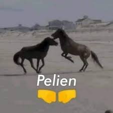 ` ꮯꮋꭺꭱꮮꮻꭲꭲꭼ ꮯꭱꭺꮯꮶꭼꭱ. (@biscuitslovcr) on Twitter photo 