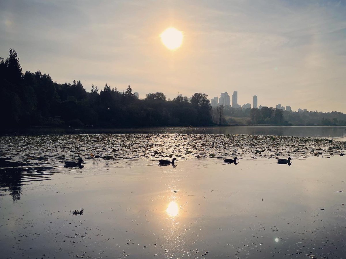 richardliu18's tweet photo. What the duck!🦆 Never tired of the view out here. #Burnaby365
And as it’s still @hubcycling's #GoByBike Week 🚴🏼♂️💨 I rolled in 11km on this warm late afternoon. Remember #BikeToVote #VoteToBike #cycling #publicsafety https://t.co/UnPe10cqaZ