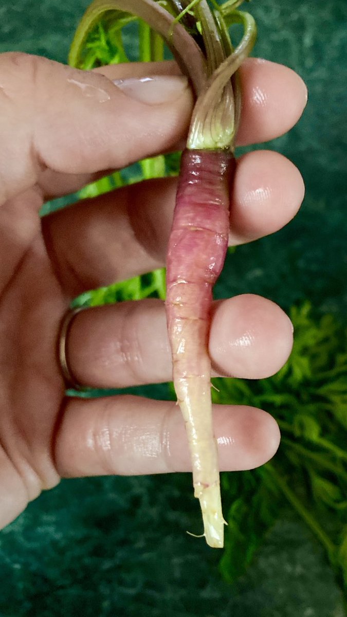 Don’t hate me, but I grew the most perfect ombré purple carrot. Just 12 sizes too small. 

#GardeningTwitter #thursdayvibes #growdamnit