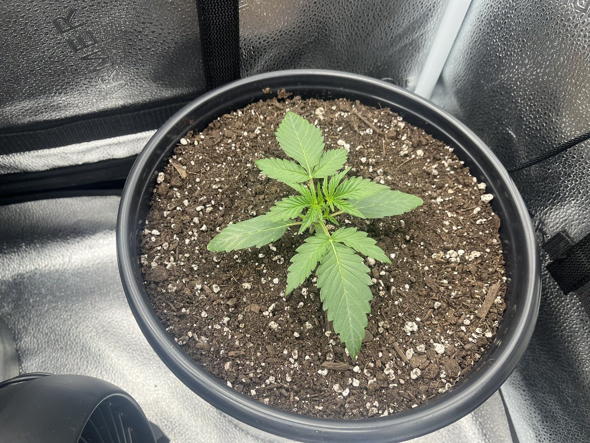 PushnPhosphorus's tweet photo. Day 9: Twisted Tree Autoflowers:
2 Twisted Menagerie F3s 2 Nova OG F5s in @coastofmaineorg stonington blend.
Par: 310
PH 6.3
Schedule: 20/4
#marijuana #Cannabis #Mmemberville #OnlyAutoFlowers #OnlyAutos #Weed #weedcommunity #Organic #AutoFlowersForever #CannabisCommunity https://t.co/cksSeWOXuY