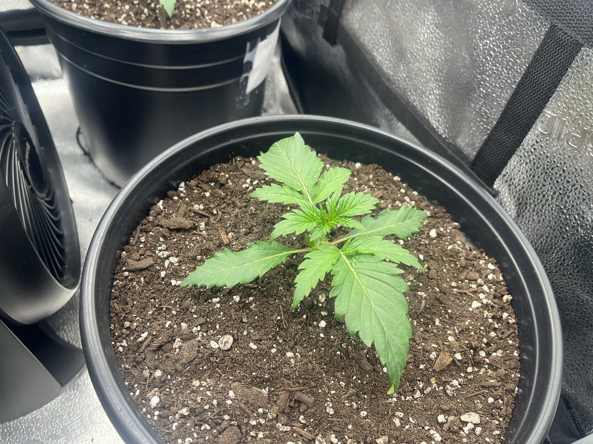 PushnPhosphorus's tweet photo. Day 9: Twisted Tree Autoflowers:
2 Twisted Menagerie F3s 2 Nova OG F5s in @coastofmaineorg stonington blend.
Par: 310
PH 6.3
Schedule: 20/4
#marijuana #Cannabis #Mmemberville #OnlyAutoFlowers #OnlyAutos #Weed #weedcommunity #Organic #AutoFlowersForever #CannabisCommunity https://t.co/cksSeWOXuY