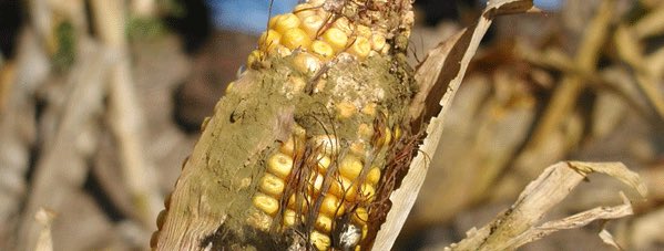 Aspergillus ear mold is favored by hot and dry conditions, and for that reason is a concern for the 2022 KS corn season. For more info 👉 bit.ly/3egw6YE