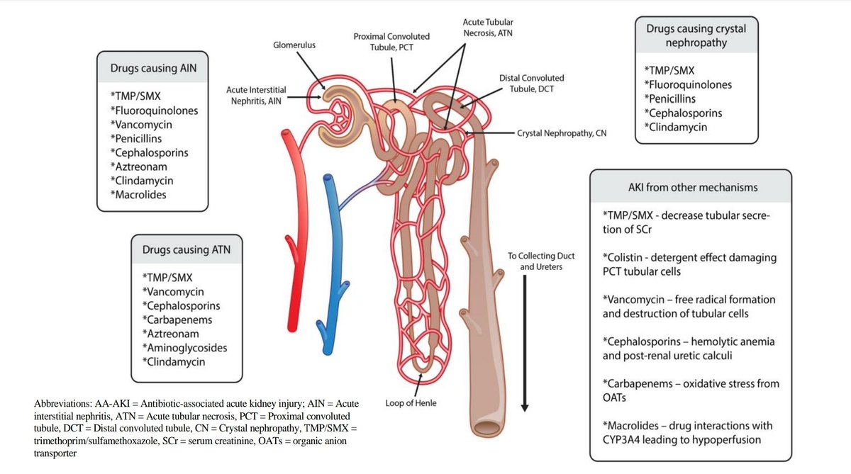ABsteward's tweet photo. A Fantastic review article ✨✨ @antibioticsmdpi The Risk and Clinical Implications of Antibiotic-Associated AKI :
A Review of the Clinical Data for Agents with Signals from the FAERS Database #IDTwitter #MedEd #TwitteRx #MedTwitter 
https://t.co/Kz2TwIhZJ7 https://t.co/mrKtlMTf6z